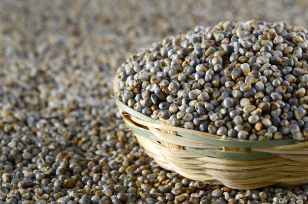 Pearl Millet