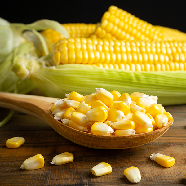 High-Protein Maize