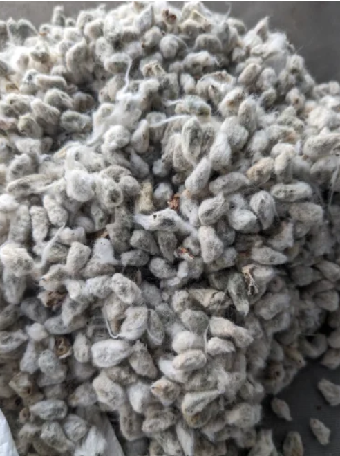 Raw Cotton Seeds